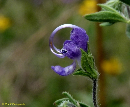 {Trichostema dichotomum}